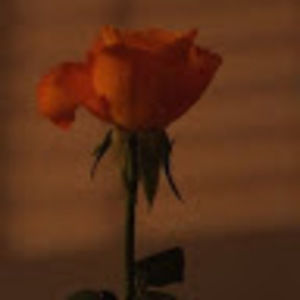 Meet your Posher, Clara